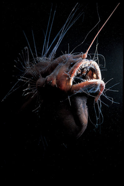 Angler Fish
