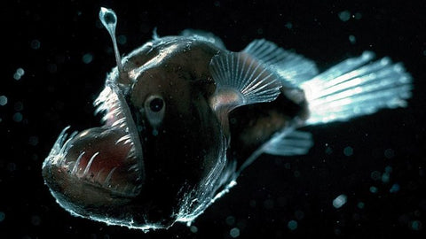 Angler Fish