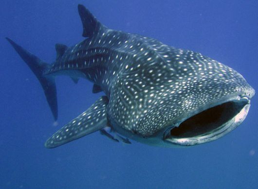 Whale Shark