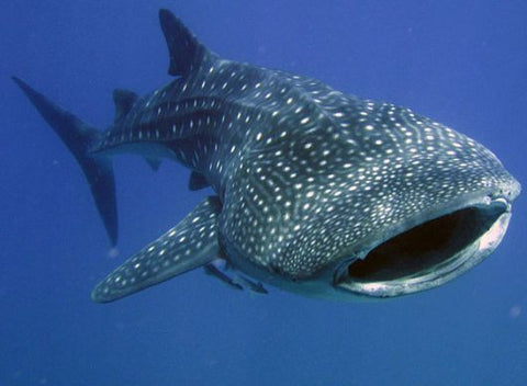 Whale Shark