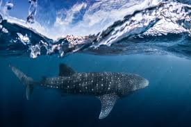 Whale Shark
